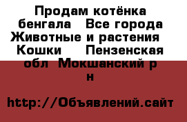 Продам котёнка бенгала - Все города Животные и растения » Кошки   . Пензенская обл.,Мокшанский р-н
